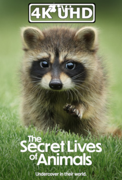 The Secret Lives of Animals - HEVC/MKV 4K Ultra HD Trailer: HEVC 4K 3840x2160